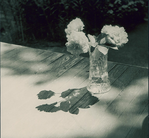 2016. Flowers in the sun.