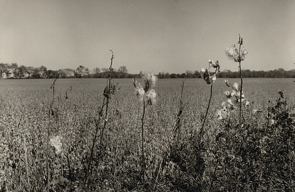2023. October 24. Milkweed by soybean field, Stanton Rd., St. Joseph Co., northern Indiana.