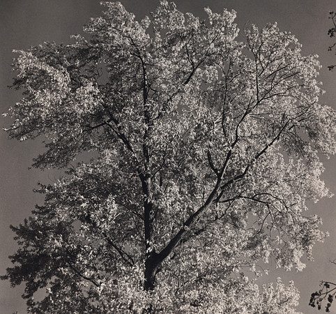 2024. Maple tree in November.
